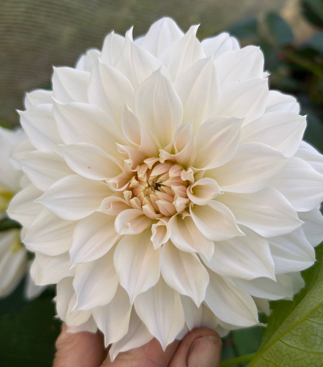 Growing Dahlias from Seed