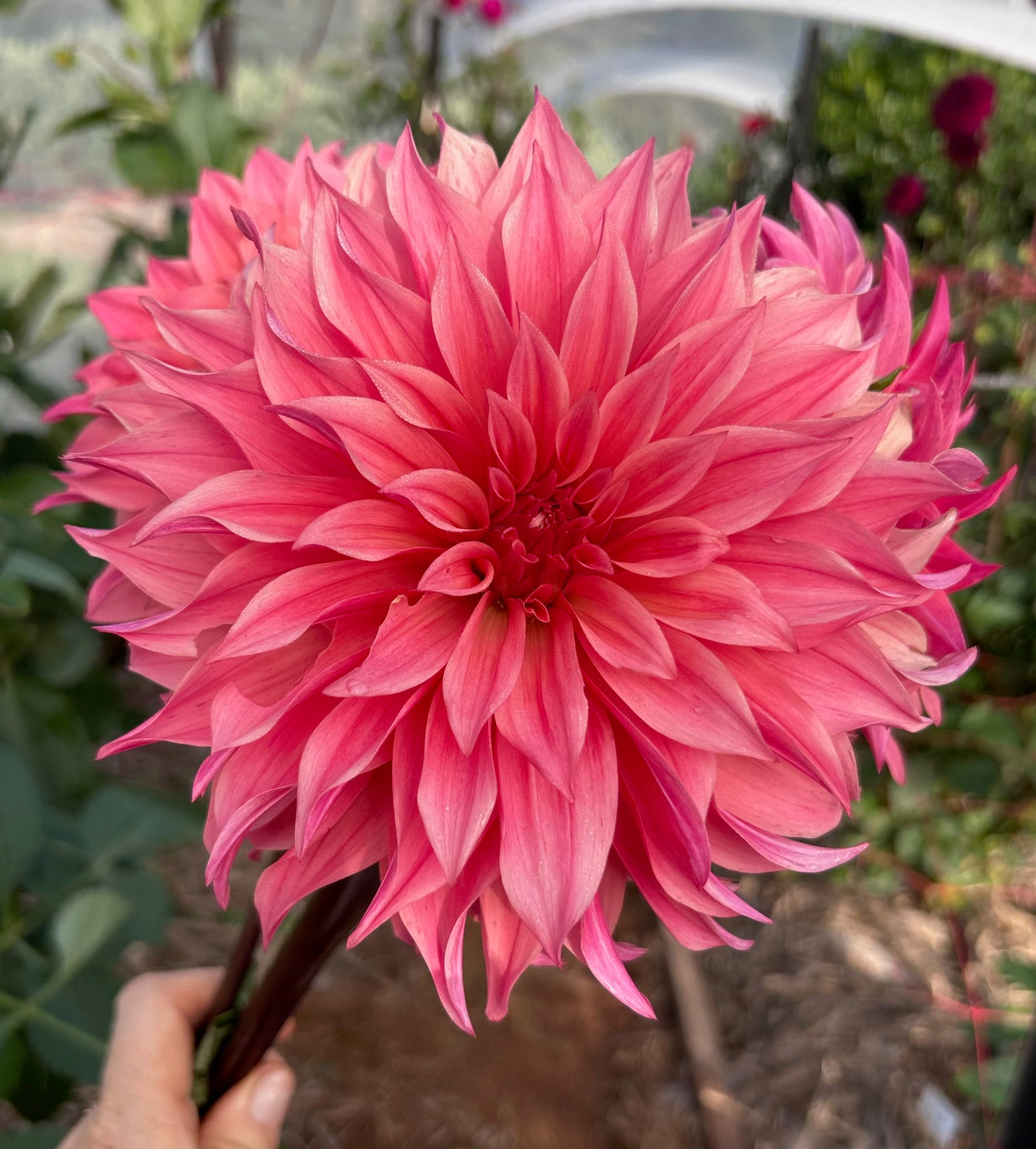 Decorative Dahlia's