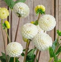 Pompom Dahlia's