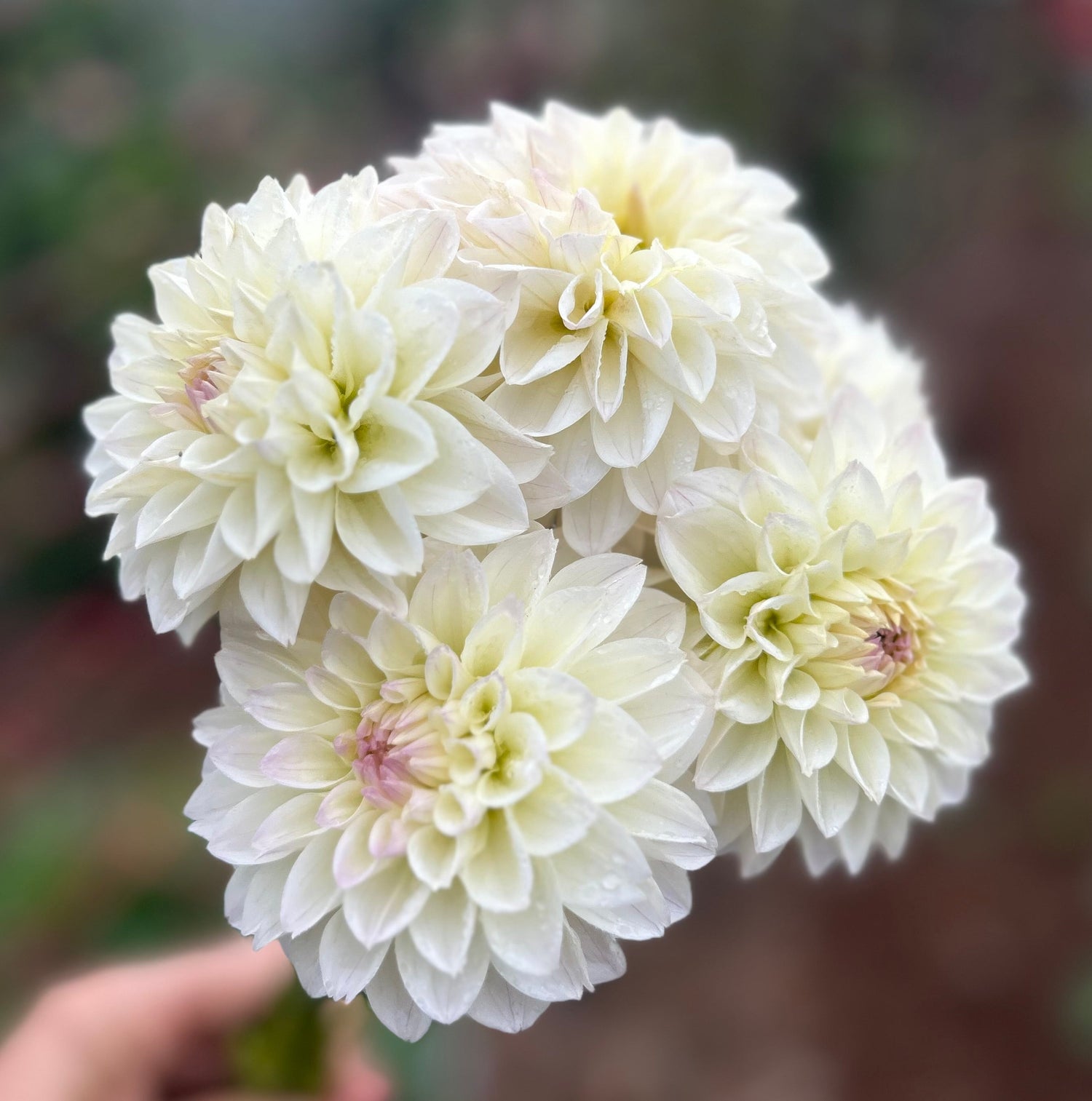 Ball Dahlia's