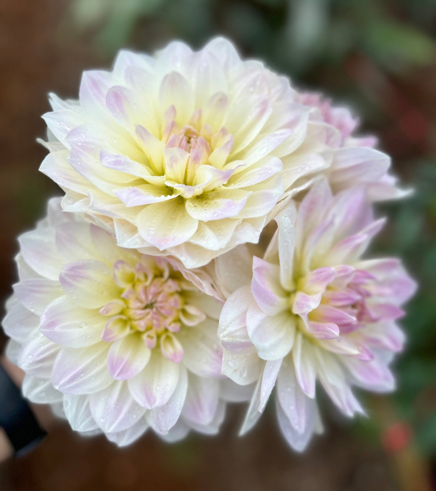 Waterlily Dahlia's