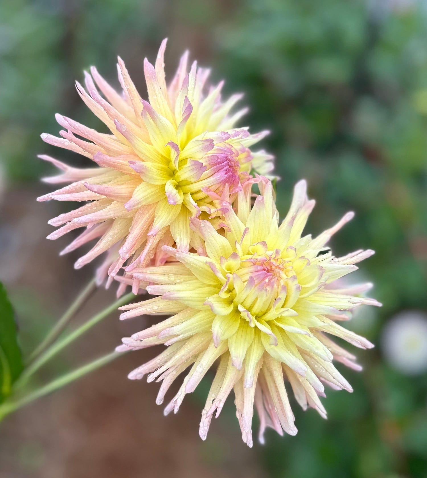 Cacti Dahlia's