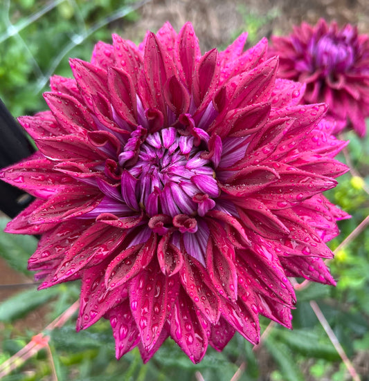 AC Zed - Dahlia Tuber