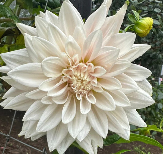 AK Baby Girl - Dahlia Tuber (Available in 2026)