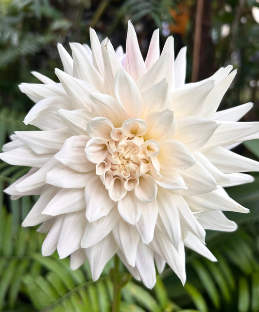AK Baby Girl - Dahlia Tuber
