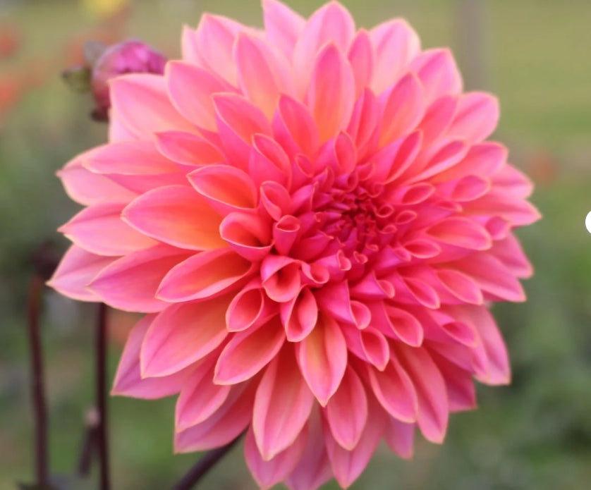 African Dawn - Dahlia Tuber