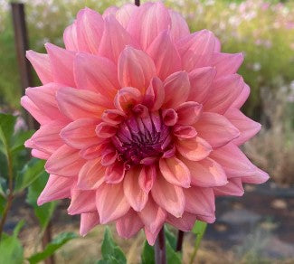 African Sunset - Dahlia Tuber