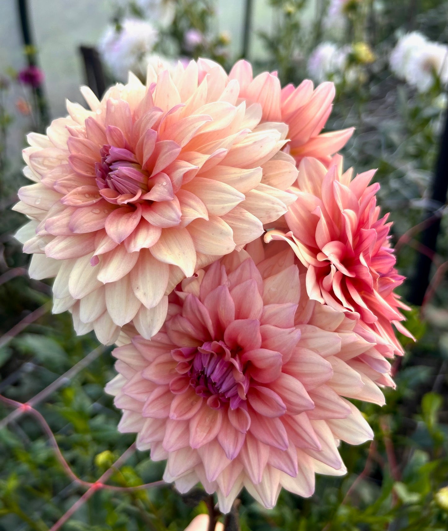 African Sunset - Dahlia Tuber