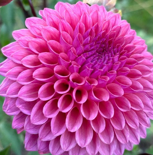 Alisa Bailey - Dahlia Tuber (Available 2026)