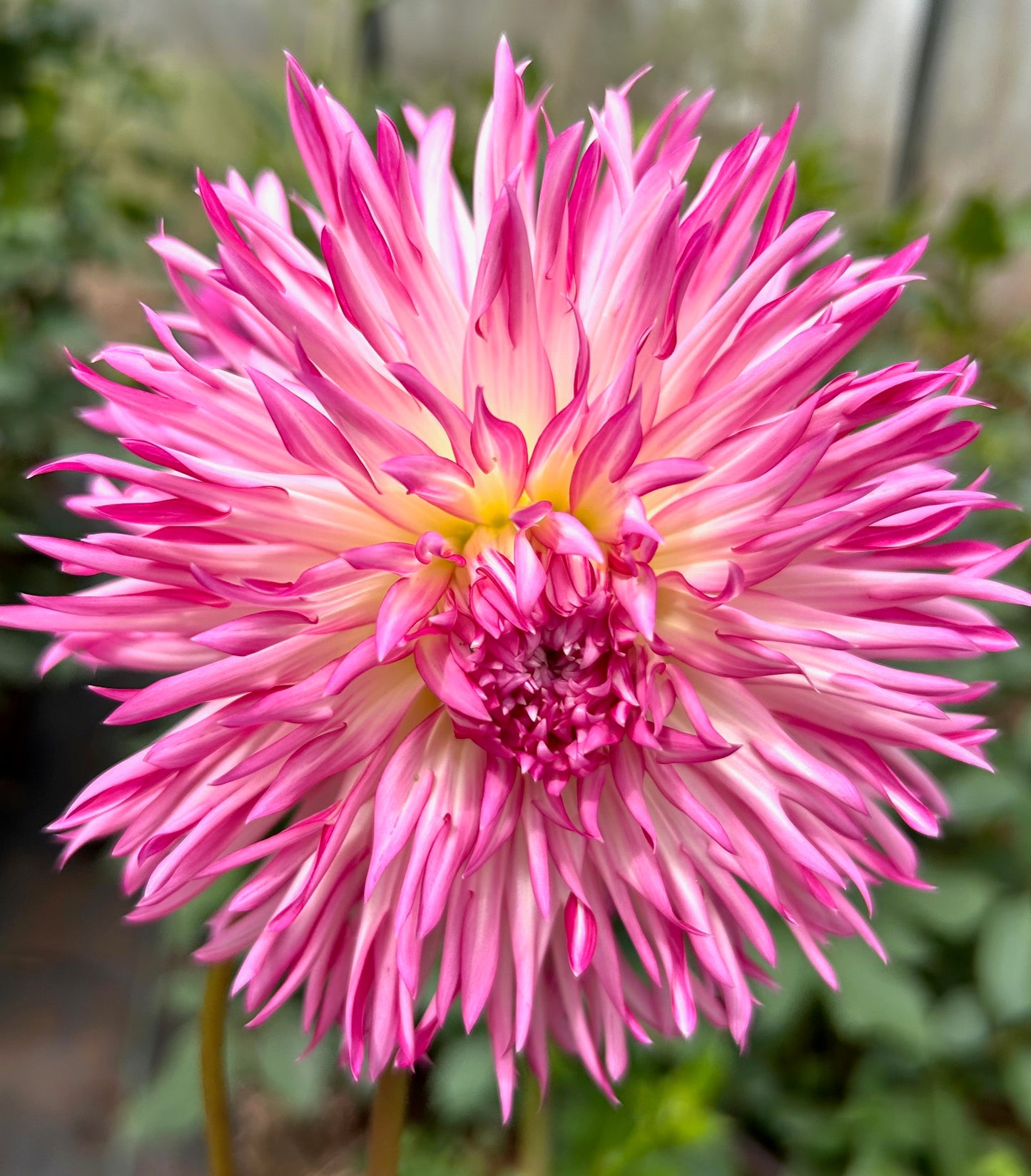 Aitara Picardy - Dahlia Tuber