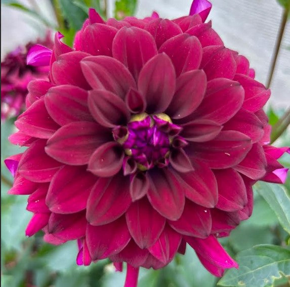 Black Embers - Dahlia Tuber