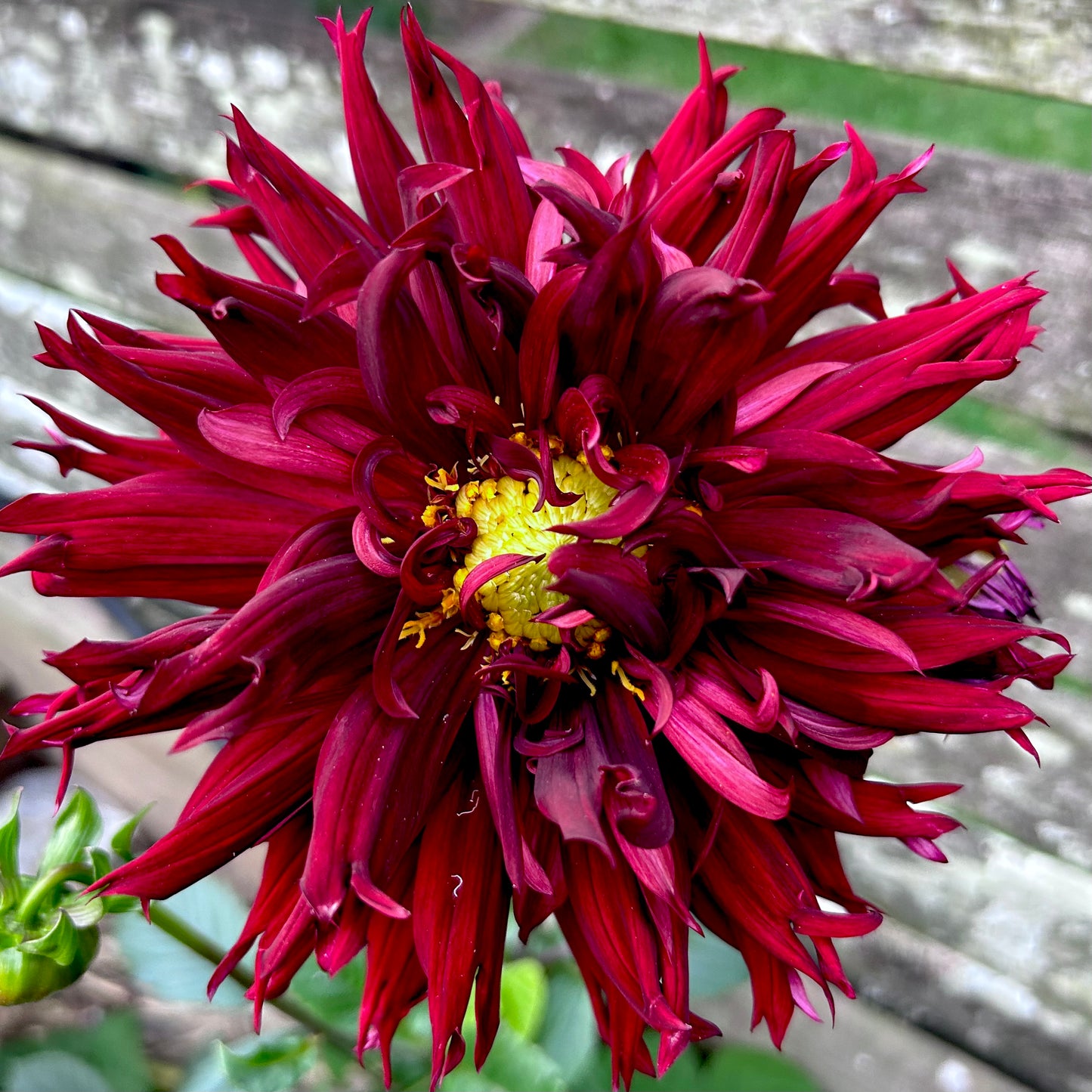 Black Macopa - Dahlia Tuber