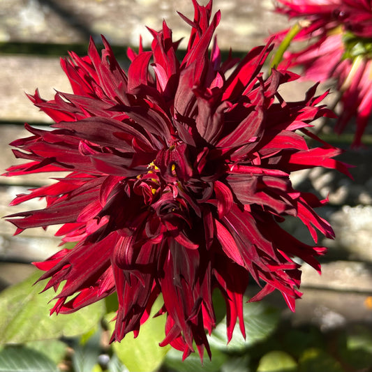 Black Macopa - Dahlia Tuber