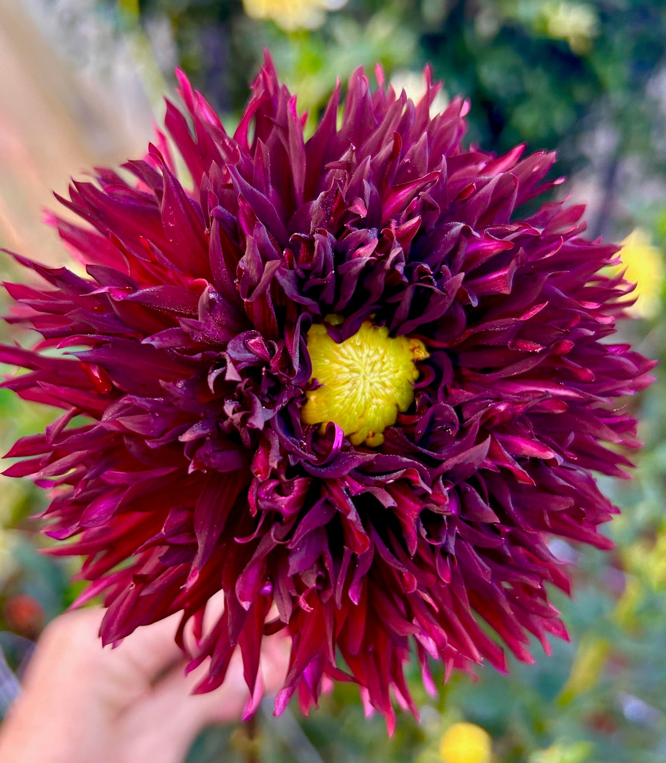 Black Macopa - Dahlia Tuber