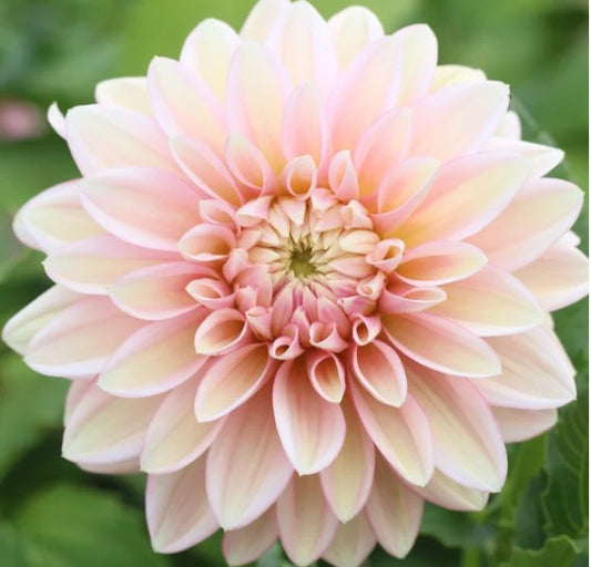 Blooms Mummy Pig - Dahlia Tuber (Available 2026)