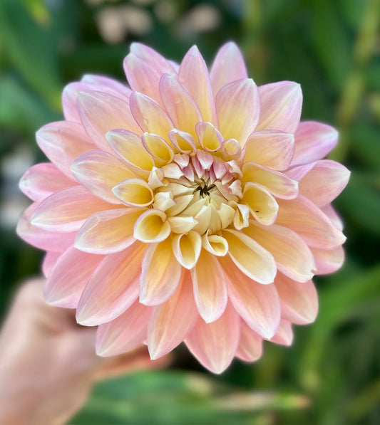 Blooms Mummy Pig - Dahlia Tuber