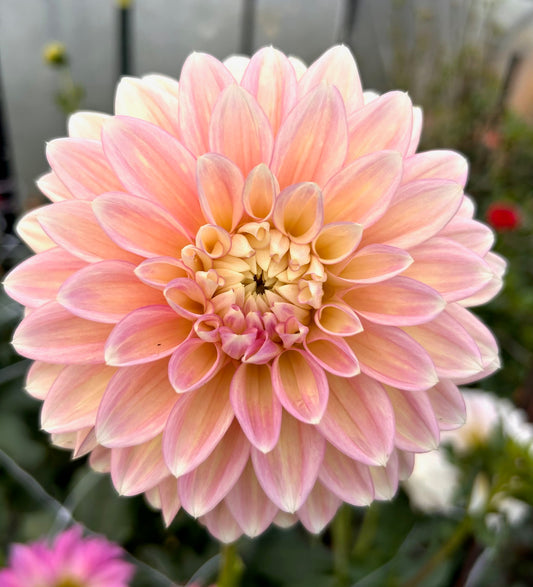 Blooms Mummy Pig - Dahlia Tuber