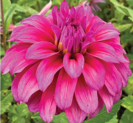 Blue Hills Gold - Dahlia Tuber