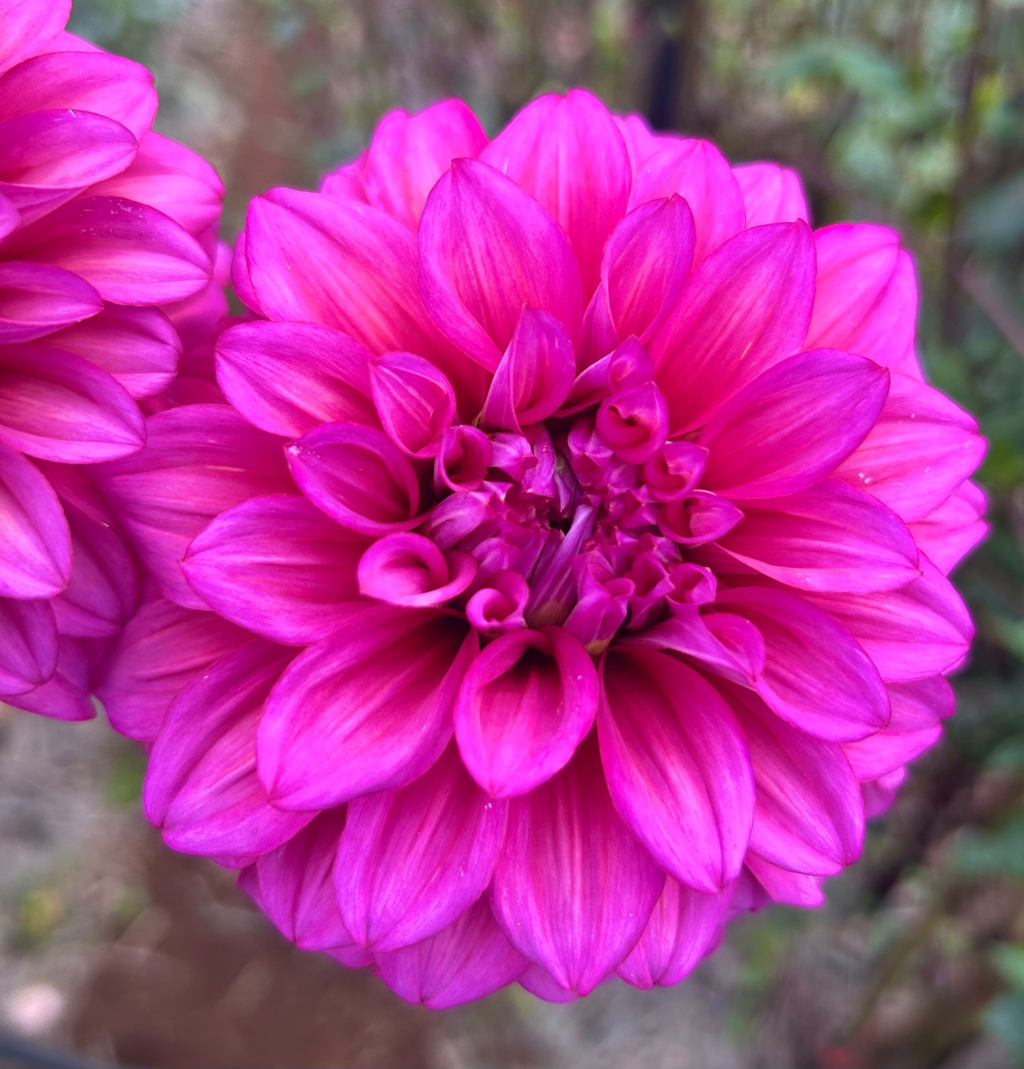 Blue Hills Gold - Dahlia Tuber