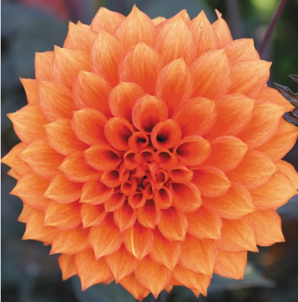 Bollywood Dancer - Dahlia Tuber