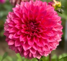 Bonito - Dahlia Tuber (Available 2026)