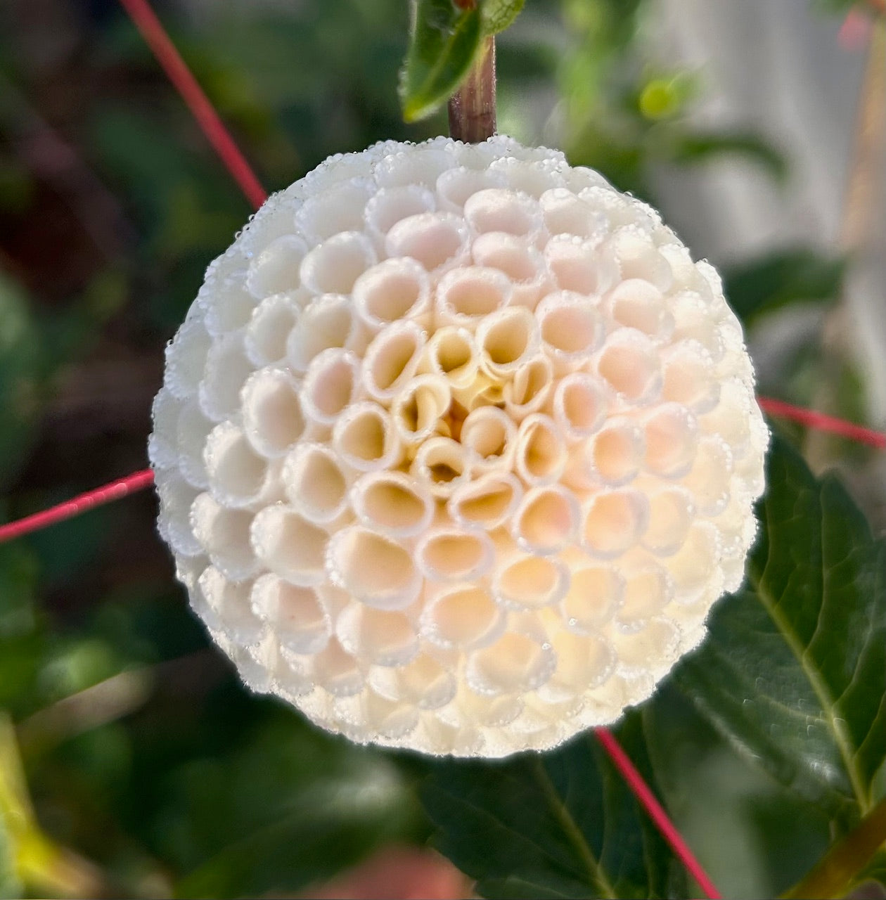 Bowen - Dahlia Tuber