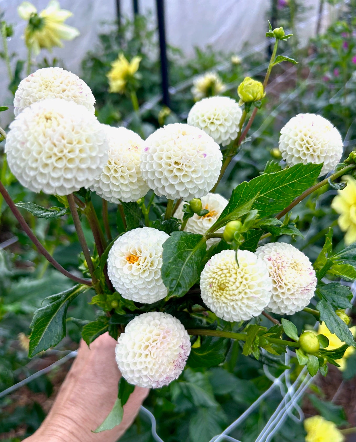 Bowen - Dahlia Tuber