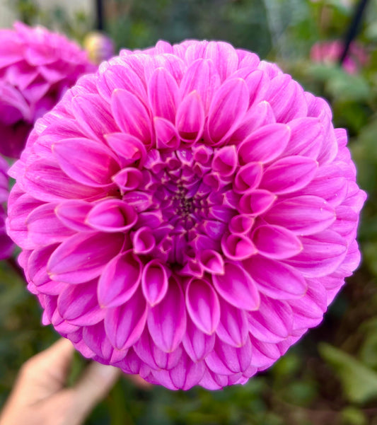 Bracken Sequel - Dahlia Tuber