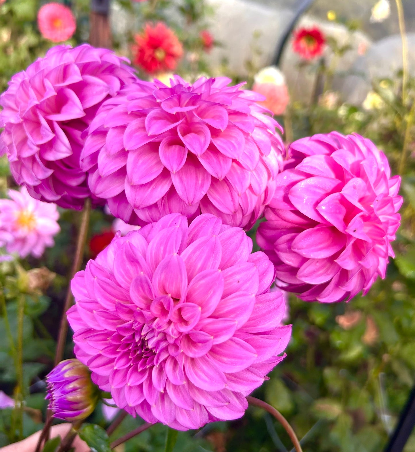 Bracken Sequel - Dahlia Tuber