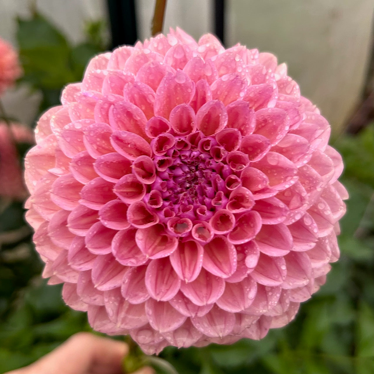 Breannon - Dahlia Tuber