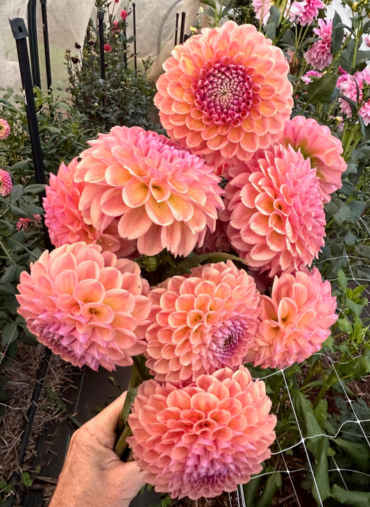 Breannon - Dahlia Tuber
