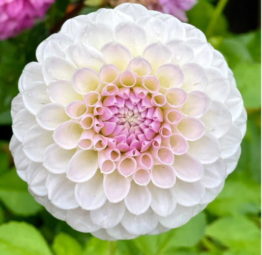 Brian's Dream - Dahlia Tuber (Available 2026)