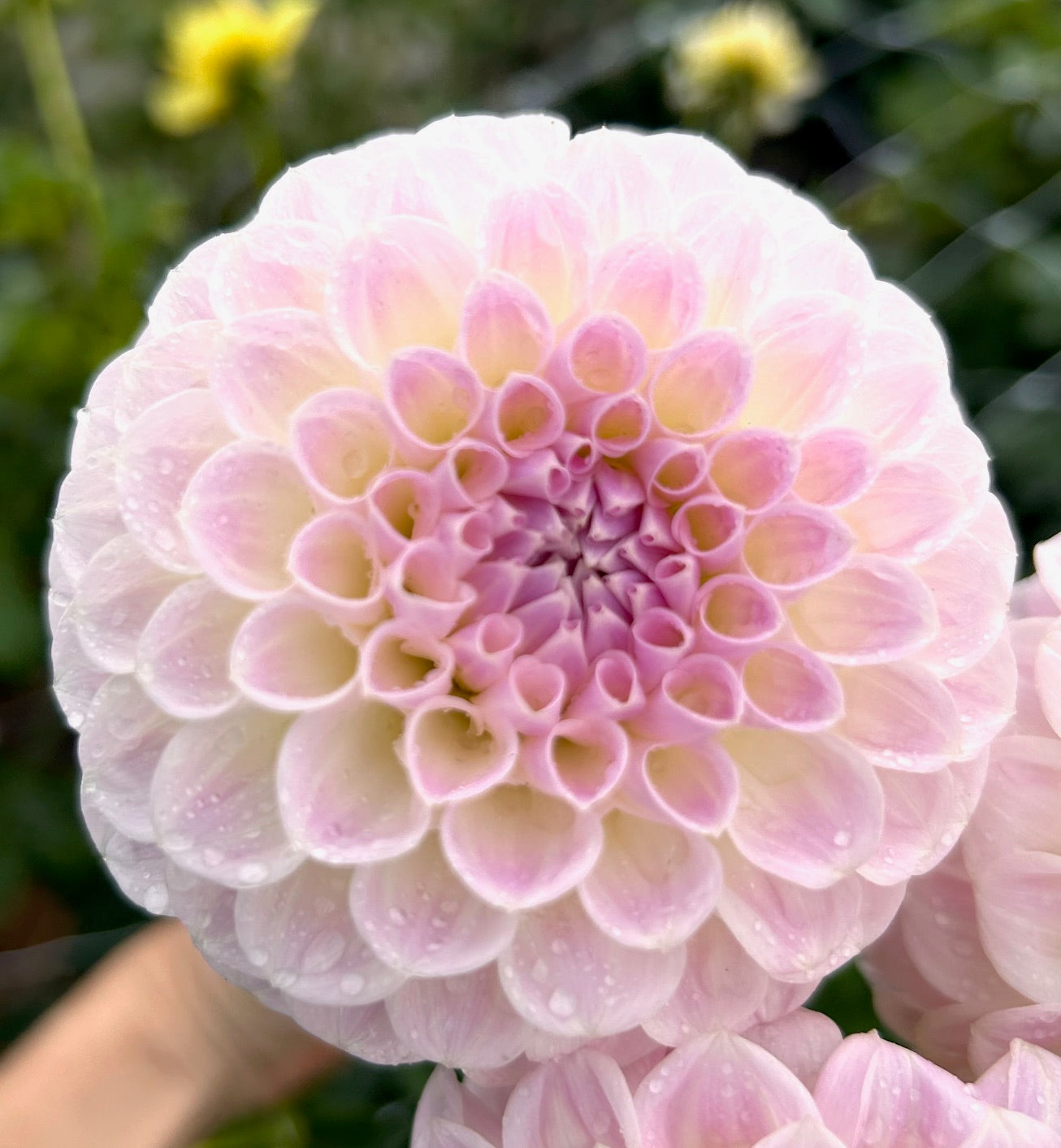 Brian's Dream - Dahlia Tuber