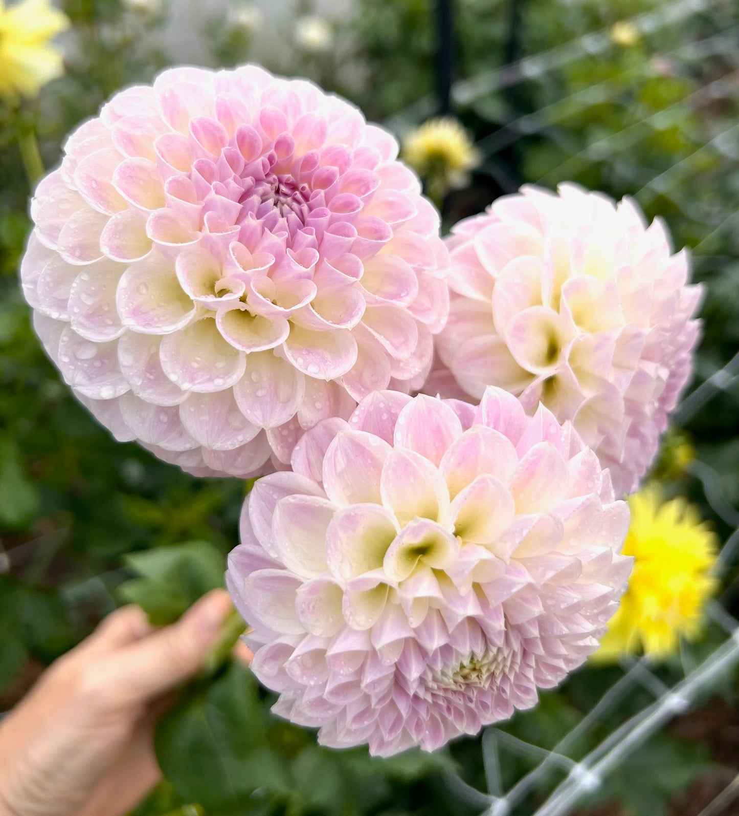 Brian's Dream - Dahlia Tuber