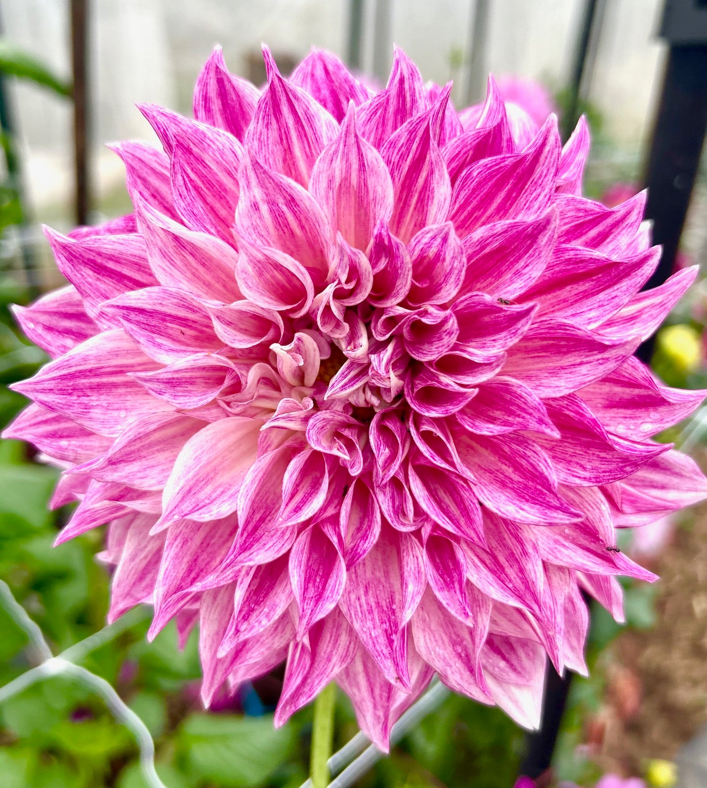 Cafe Twist - Dahlia Tuber