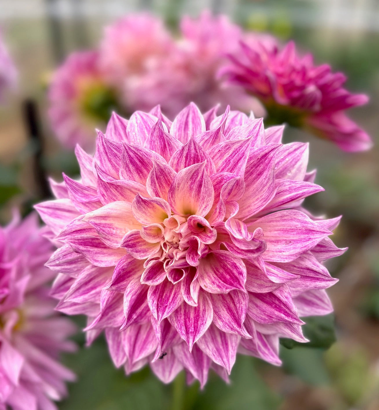 Cafe Twist - Dahlia Tuber