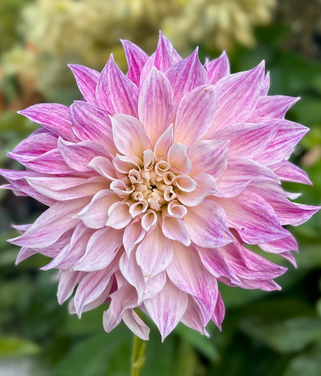 Cafe Twist - Dahlia Tuber
