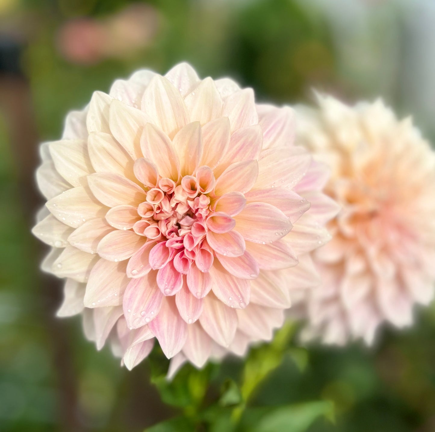 Cafe au Lait - Dahlia Tuber