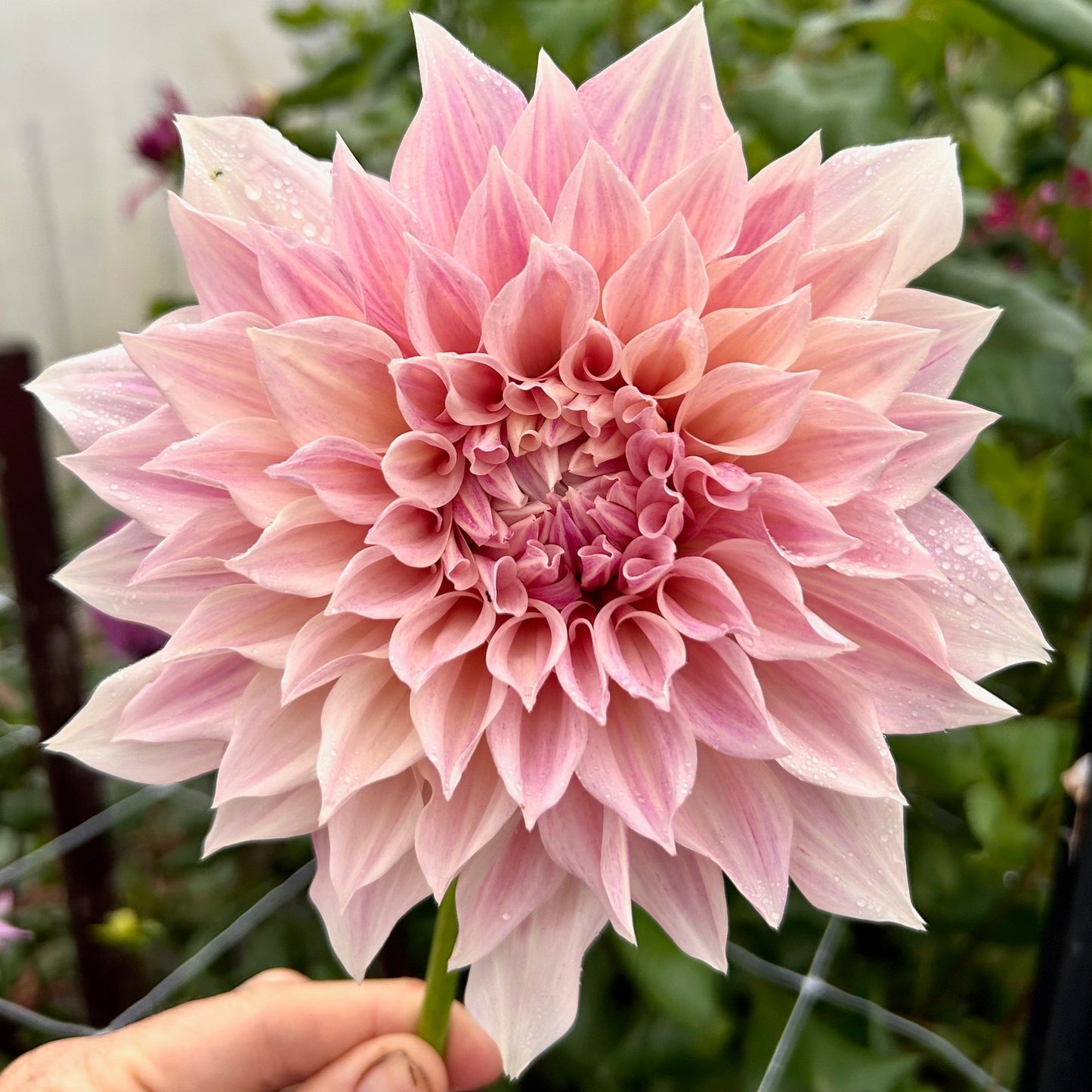 Cafe au Lait - Dahlia Tuber