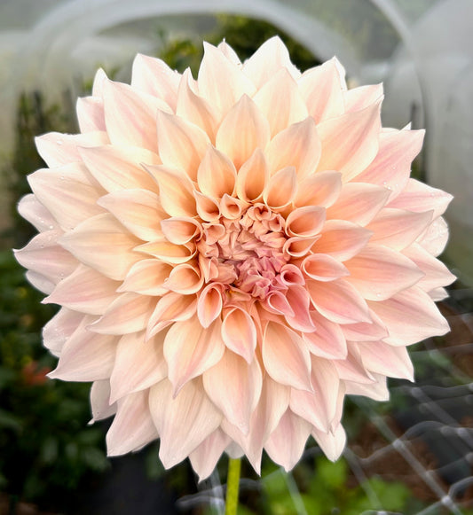 Cafe au Lait - Dahlia Tuber