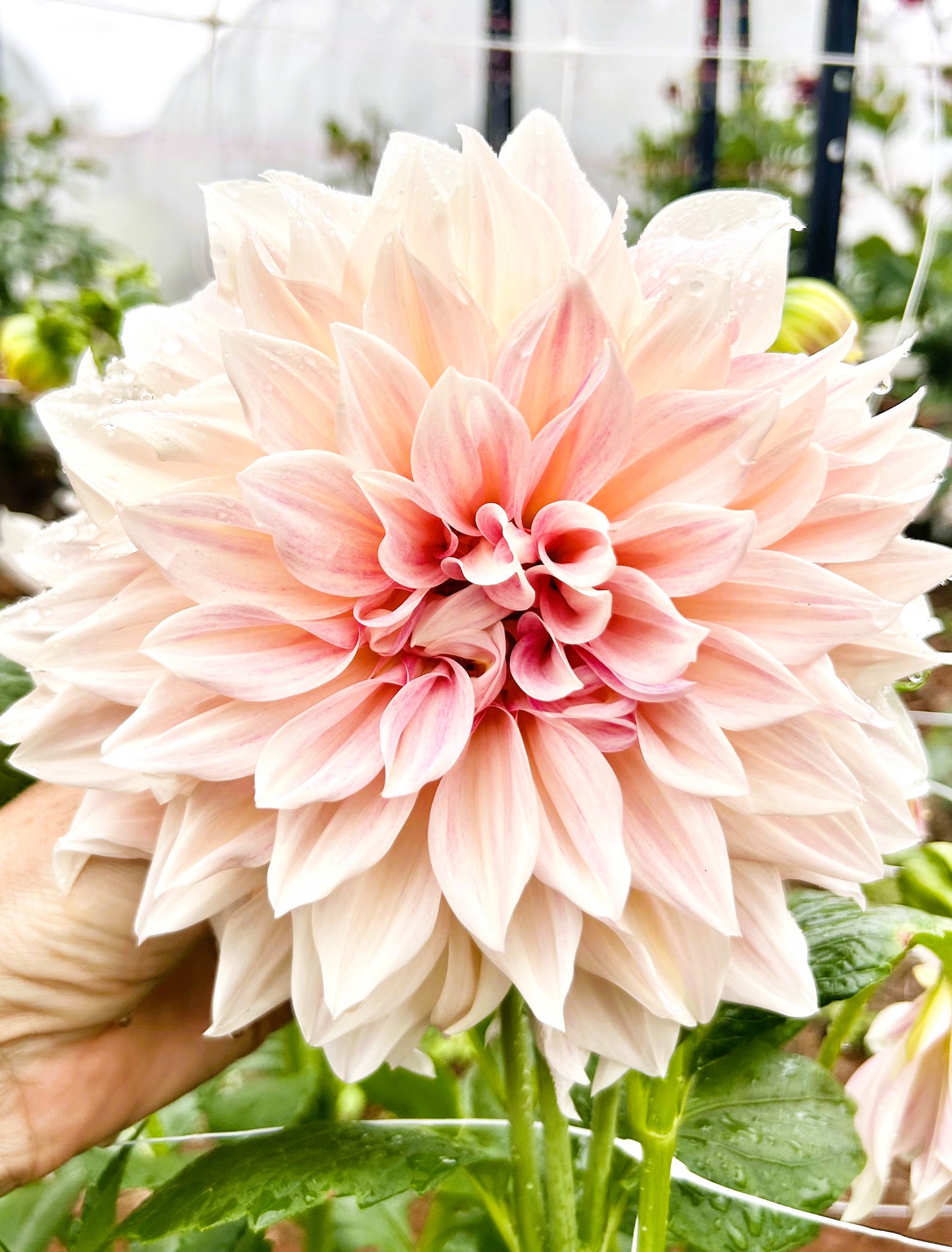 Cafe au Lait - Dahlia Tuber