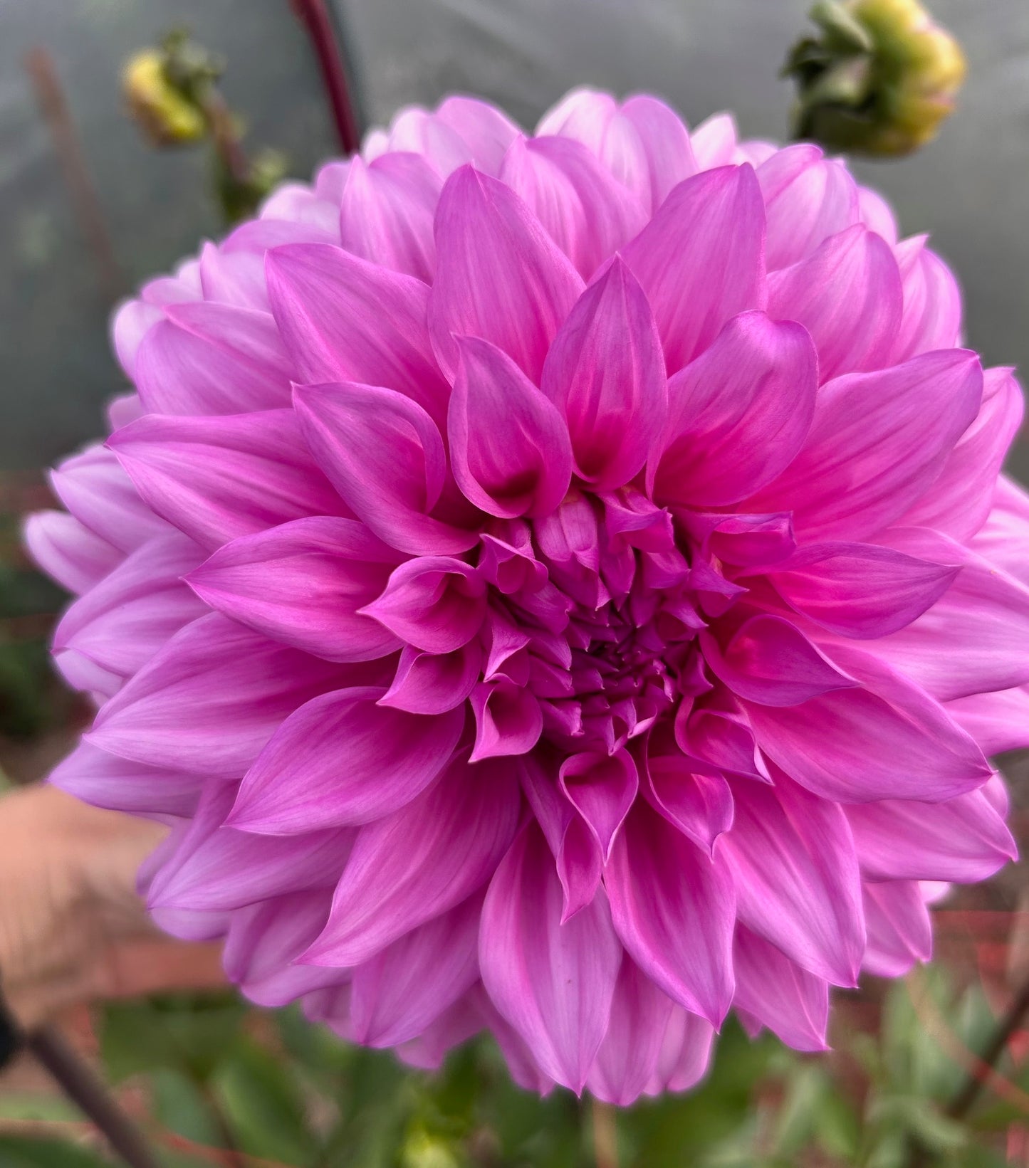 Candy - Dahlia Tuber