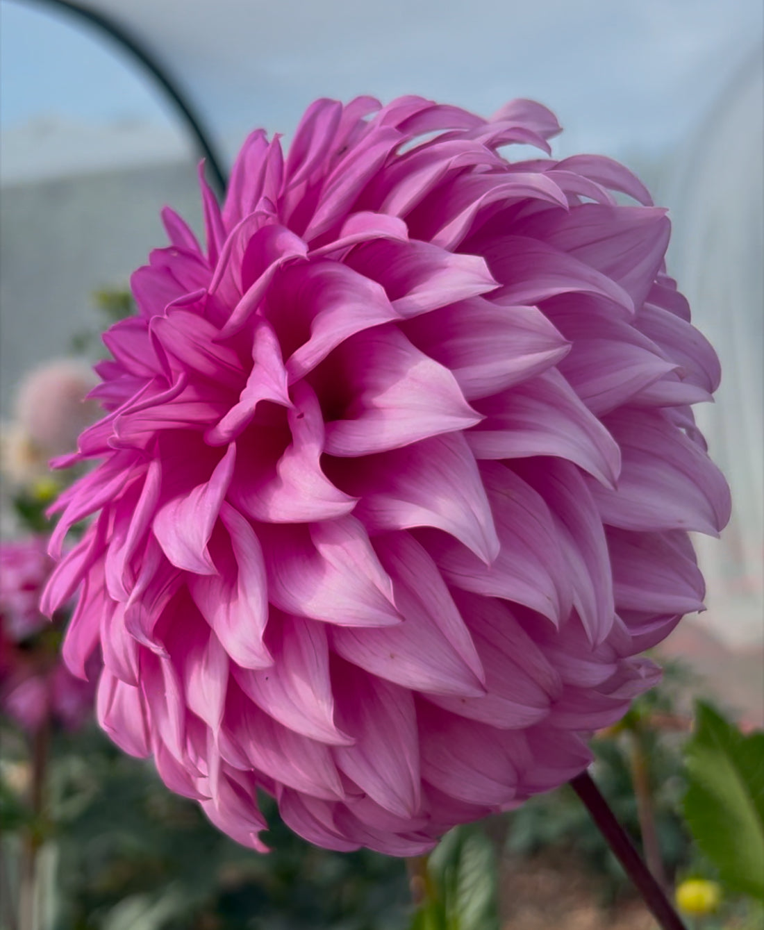 Candy - Dahlia Tuber