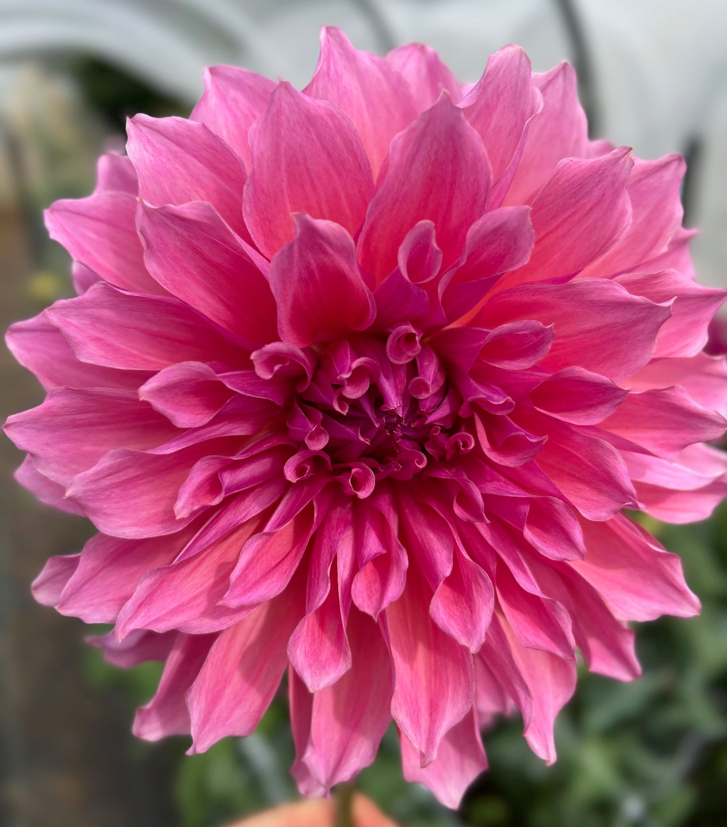 Casino Barry - Dahlia Tuber