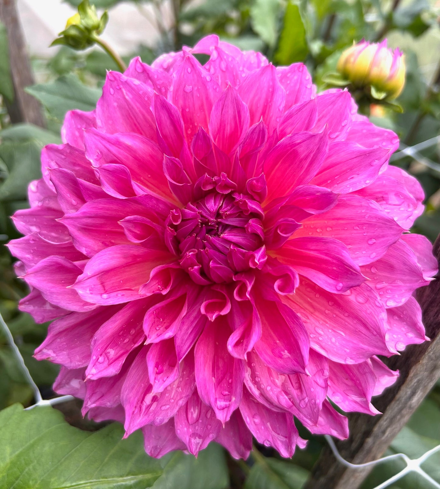 Casino Barry - Dahlia Tuber