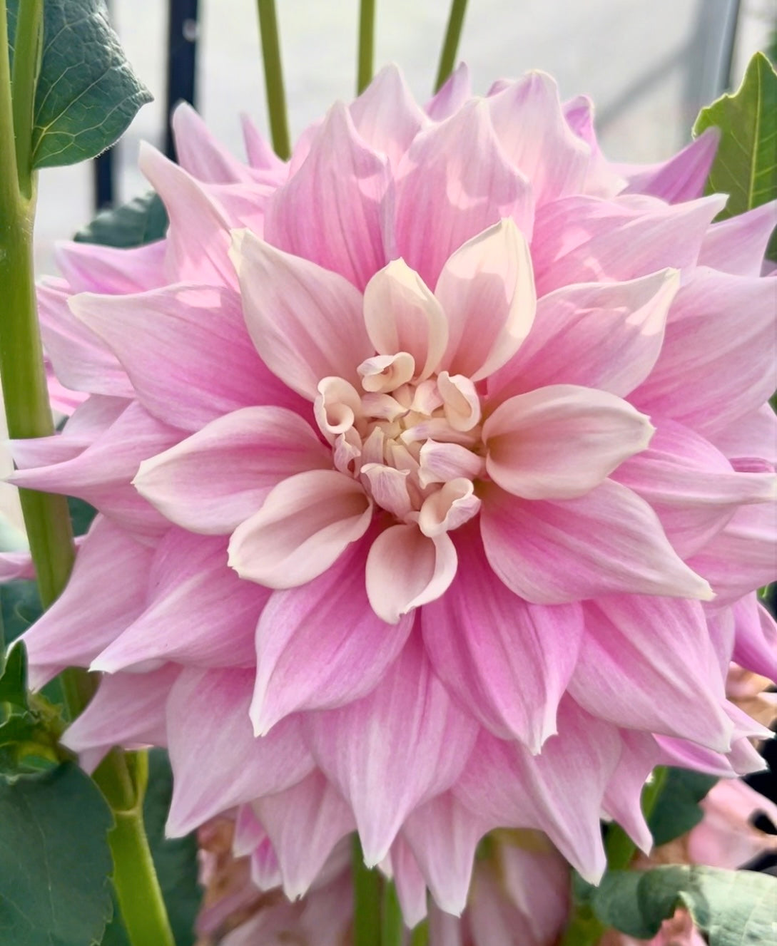 Cerise Rosebud - Dahlia Tuber