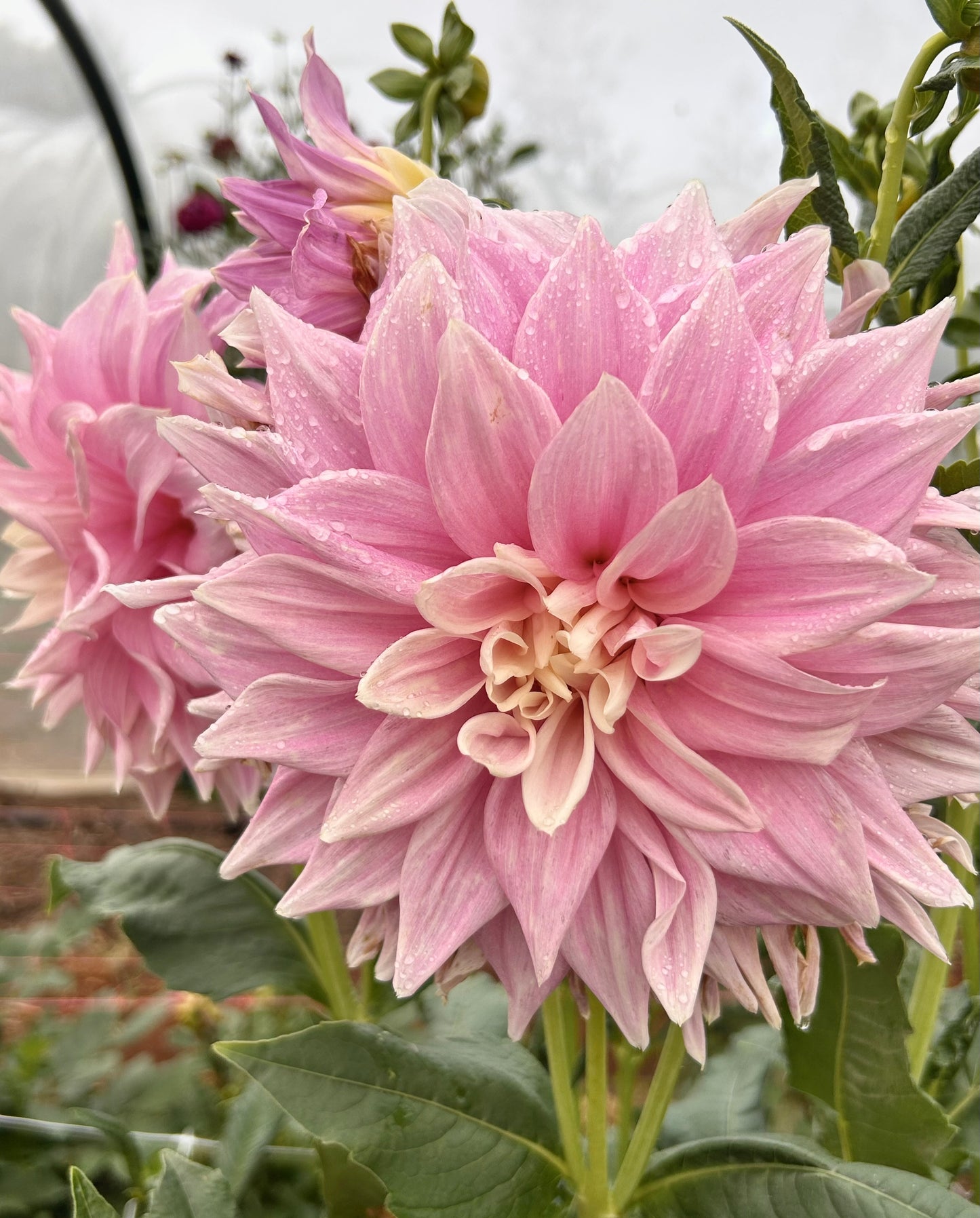 Cerise Rosebud - Dahlia Tuber