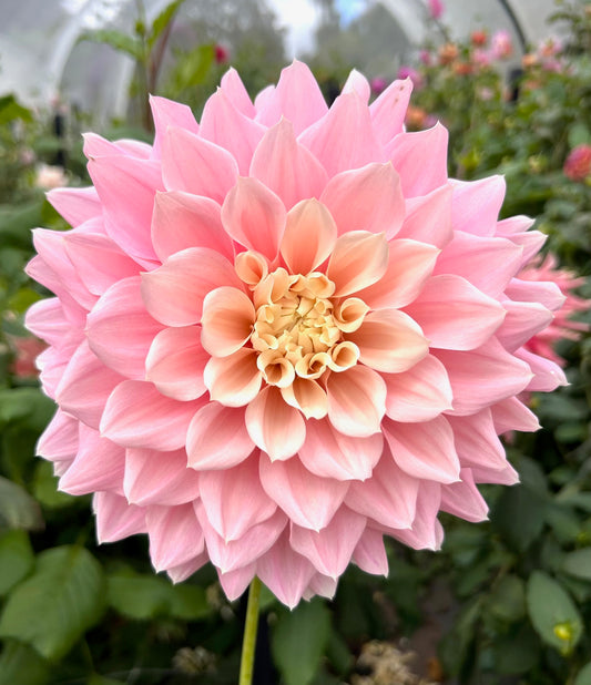 Cerise Rosebud - Dahlia Tuber