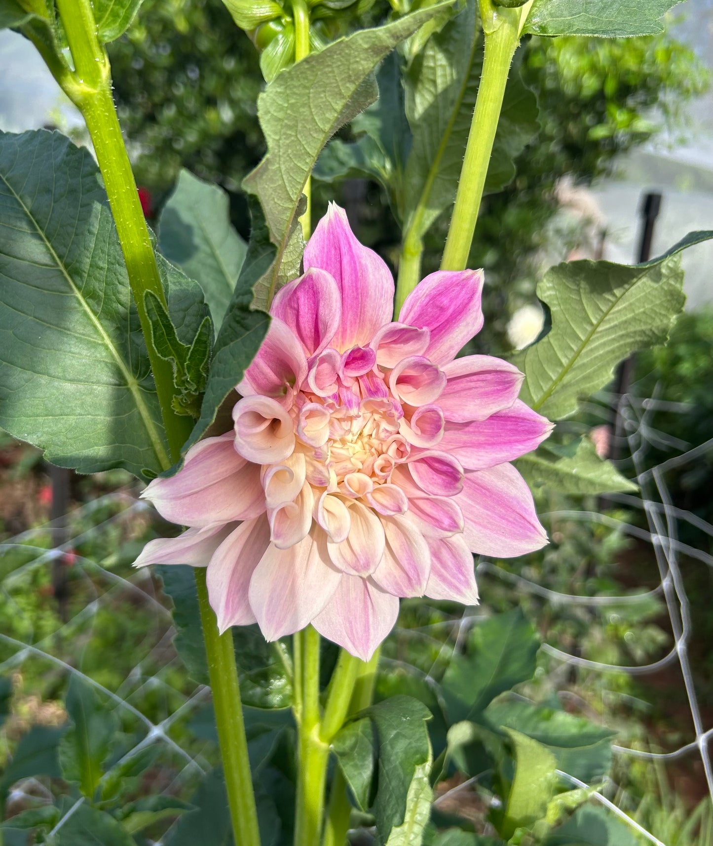 Cerise Rosebud - Dahlia Tuber