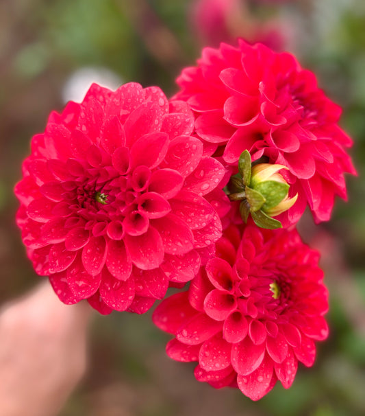 Cherry Valentine - Dahlia Tuber